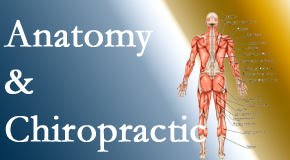 Most Chiropractic Clinic confidently delivers chiropractic care based on knowledge of anatomy to diagnose and treat spine related pain.