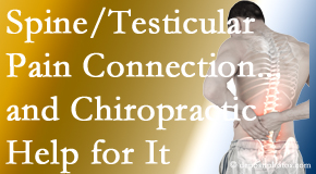 Most Chiropractic Clinic explains recent research on the connection of testicular pain to the spine and how chiropractic care helps its relief.