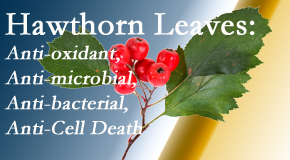 Most Chiropractic Clinic shares new research regarding the flavonoids of the hawthorn tree leaves’ extract that are antioxidant, antibacterial, antimicrobial and anti-cell death. 