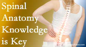Most Chiropractic Clinic knows spinal anatomy well – a benefit to everyday chiropractic practice!