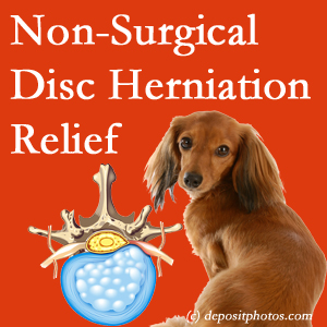 Often, the Murfreesboro disc herniation treatment at Most Chiropractic Clinic successfully reduces back pain for those with disc herniation. (Veterinarians treat dachshunds’ discs conservatively, too!) 