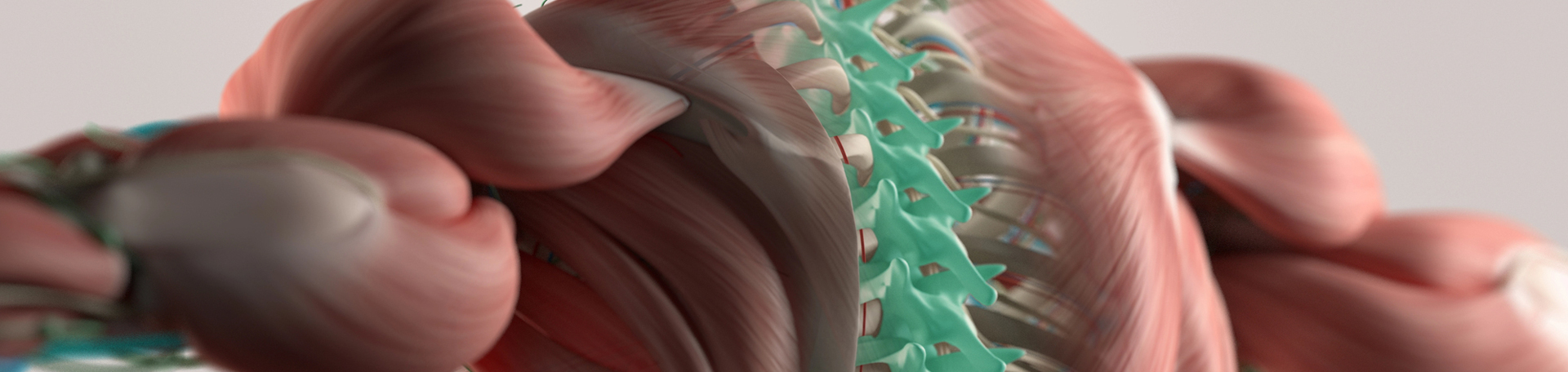 Murfreesboro thoracic spine