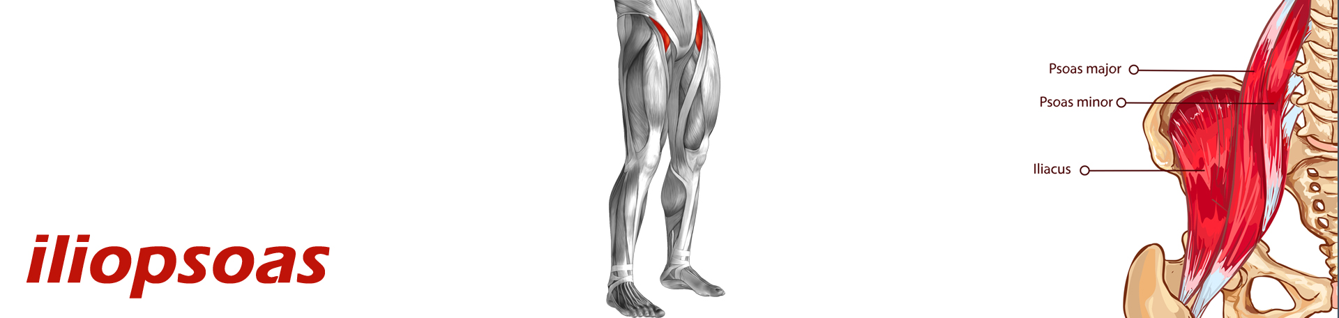 Murfreesboro Back Pain and Iliopsoas Muscle Link