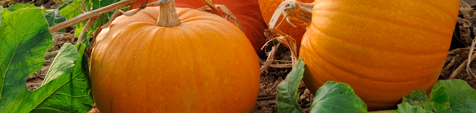 Murfreesboro Pumpkin Leaves’ help for disc degeneration